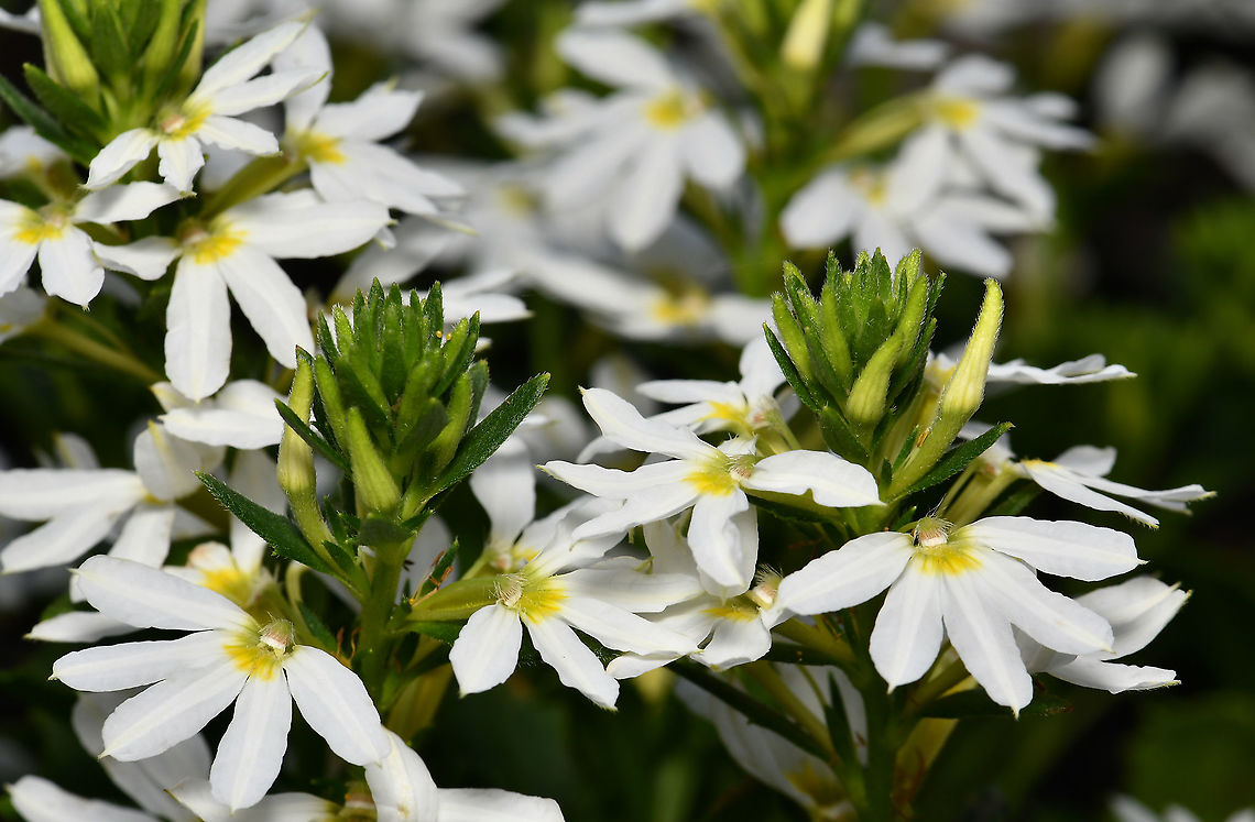 Scaevola aemula Mainly found along the New South Wales and Victorian coastlines where it can be seen in the form of a low growing perennial herb. The small flowers have a beautiful fan shape, giving rise to the common name of fairy fan-flower. Flowering August through to March in its native range. <br />
<br />
Growing to 50 cm height in the wild, cultivars are usually mat forming, no more than 15 cm height. This is cultivar &#039;Bondi White&#039;.  Asterales,Australia,Fairy Fan-flower,Flora,Geotagged,Goodeniaceae,Scaevola aemula,Spring,botany,macro,new south wales,white flower