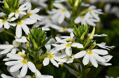 Scaevola aemula Mainly found along the New South Wales and Victorian coastlines where it can be seen in the form of a low growing perennial herb. The small flowers have a beautiful fan shape, giving rise to the common name of fairy fan-flower. Flowering August through to March in its native range.
Growing to 50 cm height in the wild, cultivars are usually mat forming, no more than 15 cm height. This is cultivar 'Bondi White'. Asterales,Australia,Fairy Fan-flower,Flora,Geotagged,Goodeniaceae,Scaevola aemula,Spring,botany,macro,new south wales,white flower