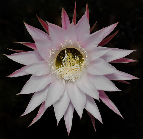Echinopsis sp. flower Echinopsis is a genus native to South America, commonly called sea urchin cactus and hedgehog cactus. Unlike other cacti which bloom just once annually, Echinopsis plants produce flushes of blooms all year as long as the temperature during the day hits 21C or over.  Australia,Cactaceae,Caryophyllales,Echinopsis,Geotagged,Spring,hedgehog cactus,new south wales,pink flower,sea urchin cactus