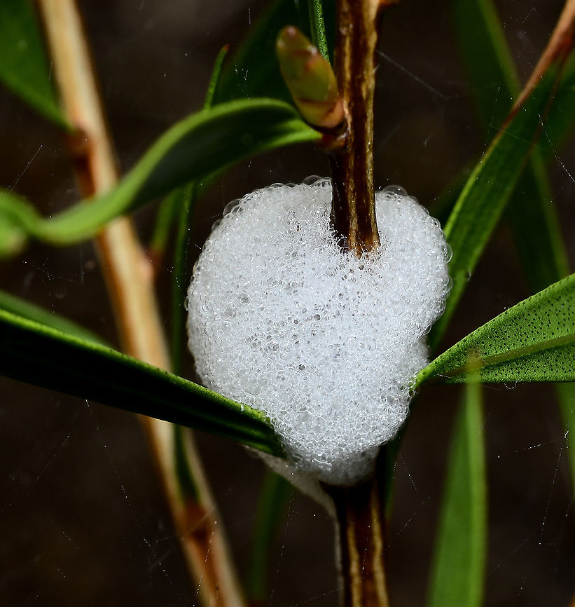 Philagra parva spittle Nymphs of the true bug Philagra parva pierce plants and suck the sap. The excess sap is used to produce the froth which acts as defense against predators, reduce dehydration and deter parasites. The froth is sometimes called cuckoo-spit. <br />
<br />
I identified the nymphs and adults as P. parva on this Callistemon in my garden, but have no suitable, good qaulity images as yet. <br />
<br />
 Aphrophoridae,Australia,Geotagged,Philagra parva,Spring,arthropod,fauna,hemiptera,insect,invertebrate,macro,new south wales,spittlebug