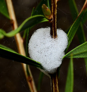 Philagra parva spittle Nymphs of the true bug Philagra parva pierce plants and suck the sap. The excess sap is used to produce the froth which acts as defense against predators, reduce dehydration and deter parasites. The froth is sometimes called cuckoo-spit. 

I identified the nymphs and adults as P. parva on this Callistemon in my garden, but have no suitable, good qaulity images as yet. 

 Aphrophoridae,Australia,Geotagged,Philagra parva,Spring,arthropod,fauna,hemiptera,insect,invertebrate,macro,new south wales,spittlebug
