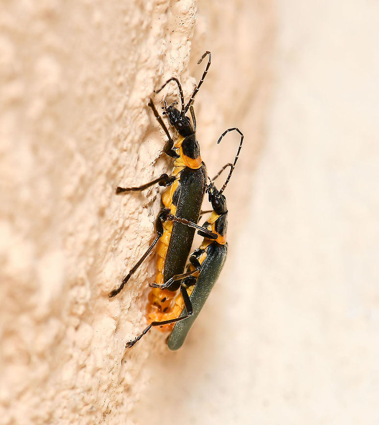 Plague soldier beetles mating These beetles lived up to their common name this morning; the sky was filled and the house covered as the very hot weather triggered vast mating swarms. <br />
<br />
Found in the south-west and south-east of this country.<br />
<br />
15 mm body length<br />
<br />
<br />
<br />
 Australia,Cantharidae,Chauliognathus lugubris,Coleoptera,Geotagged,Plague Soldier beetle,Plague soldier beetle,Summer,arthrpod,fauna,insect,invertebrate,macro,new south wales