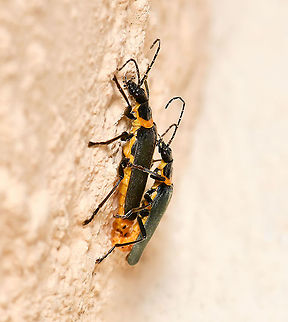 Plague soldier beetles mating These beetles lived up to their common name this morning; the sky was filled and the house covered as the very hot weather triggered vast mating swarms. 

Found in the south-west and south-east of this country.

15 mm body length



 Australia,Cantharidae,Chauliognathus lugubris,Coleoptera,Geotagged,Plague Soldier beetle,Plague soldier beetle,Summer,arthrpod,fauna,insect,invertebrate,macro,new south wales