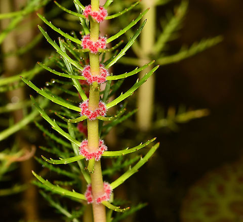 Water milfoil Myriophyllum variifolium is a perennial, aquatic herb, native here in the east of Australia. Stems are 5 mm in diameter and each frond can grow to around 40 cm in height. 

The plant is monoecious with male and female flowers on the same shoot - seen here are the tiny female flowers. It has a sprawling habit with bright green needle like foliage.




 Australia,Geotagged,Haloragaceae,Myriophyllum variifolium,Saxifragales,Spring,aquatic plant,botany,flora,macro,new south wales,water milfoil