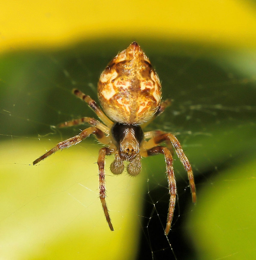 Boxing gloves at the ready This tiny fellow with his &#039;boxing gloves&#039; at the ready must be enjoying the current heat as summer has arrived at last after long periods of rain. <br />
<br />
The &#039;boxing gloves&#039; are in fact his pedipalps, the organs used to transfer sperm to the female seminal receptacles during mating.<br />
<br />
5 mm body length<br />
<br />
NB: Previous genus of Araneus is now an inactive taxon.  Araneae,Araneidae,Australia,Brisbane Orb Weaver,Geotagged,Salsa brisbanae,Spring,arachnid,arthropod,fauna,invertebrate,macro,new south wales
