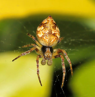 Boxing gloves at the ready This tiny fellow with his 'boxing gloves' at the ready must be enjoying the current heat as summer has arrived at last after long periods of rain. 

The 'boxing gloves' are in fact his pedipalps, the organs used to transfer sperm to the female seminal receptacles during mating.

5 mm body length

NB: Previous genus of Araneus is now an inactive taxon.  Araneae,Araneidae,Australia,Brisbane Orb Weaver,Geotagged,Salsa brisbanae,Spring,arachnid,arthropod,fauna,invertebrate,macro,new south wales