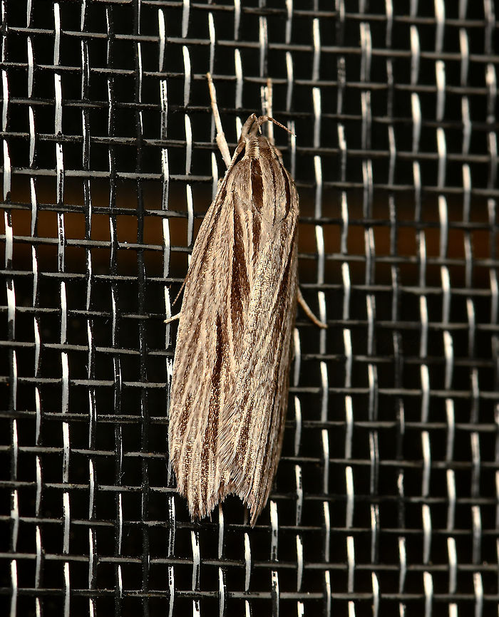 Leistarcha sp. concealer moth Off-white/cream with brown streaky forewings, hindwings are pale brown. Over time, these have been commonly called concealer, timber and hermit moths. The larva lives alone in a burrow in a tree branch. They have been observed eating Eucalyptus. <br />
<br />
20 mm length, 30 mm wingspan Australia,Geotagged,Leistarcha,Lepidoptera,Summer,Xyloryctidae,arthropod,concealer moth,fauna,hermit moth,insect,invertebrate,macro,new south wales,timber moth