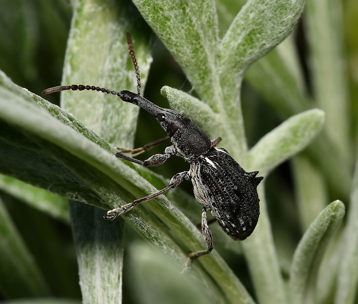 Eurhynchus quadrituberculatus A straight-snouted weevil with length of around 20 mm<br />
<br />
<figure class="photo"><a href="https://www.jungledragon.com/image/123793/eurhynchus_quadrituberculatus.html" title="Eurhynchus quadrituberculatus"><img src="https://s3.amazonaws.com/media.jungledragon.com/images/3314/123793_thumb.jpg?AWSAccessKeyId=05GMT0V3GWVNE7GGM1R2&Expires=1767225610&Signature=Xi%2BHkDxQ8AZD%2FbW2odRYtdk%2F79Q%3D" width="200" height="142" alt="Eurhynchus quadrituberculatus A straight-snouted weevil with length of around 20 mm<br />
<br />
https://www.jungledragon.com/image/126555/eurhynchus_quadrituberculatus.html<br />
<br />
https://www.jungledragon.com/image/124455/eurhynchus_quadrituberculatus.html Australia,Brentidae,Coleoptera,Curculionidae,Entomology,Eurhynchus quadrituberculatus,Fauna,Geotagged,Spring,arthropod,insect,invertebrate,macro,new south wales,straight-snouted weevil,weevil" /></a></figure><br />
<br />
<figure class="photo"><a href="https://www.jungledragon.com/image/124455/eurhynchus_quadrituberculatus.html" title="Eurhynchus quadrituberculatus"><img src="https://s3.amazonaws.com/media.jungledragon.com/images/3314/124455_thumb.jpg?AWSAccessKeyId=05GMT0V3GWVNE7GGM1R2&Expires=1767225610&Signature=LT84tn6XrFkyl6bymfKARpjkI2Q%3D" width="136" height="152" alt="Eurhynchus quadrituberculatus A straight-snouted weevil with length of around 20 mm.<br />
<br />
https://www.jungledragon.com/image/123793/sleek_weevil.html<br />
<br />
https://www.jungledragon.com/image/126555/eurhynchus_quadrituberculatus.html Australia,Brentidae,Coleoptera,Curculionidae,Eurhynchus quadrituberculatus,Geotagged,Summer,arthropod,fauna,insect,invertebrate,macro,new south wales,straight-snouted weevil,weevil" /></a></figure> Australia,Brentidae,Coleoptera,Curculionidae,Eurhynchus quadrituberculatus,Geotagged,Spring,arthropod,fauna,insect,invertebrate,macro,new south wales,straight-snouted weevil,weevil