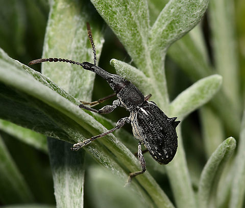 Eurhynchus quadrituberculatus A straight-snouted weevil with length of around 20 mm

https://www.jungledragon.com/image/123793/sleek_weevil.html

https://www.jungledragon.com/image/124455/eurhynchus_quadrituberculatus.html Australia,Brentidae,Coleoptera,Curculionidae,Eurhynchus quadrituberculatus,Geotagged,Spring,arthropod,fauna,insect,invertebrate,macro,new south wales,straight-snouted weevil,weevil