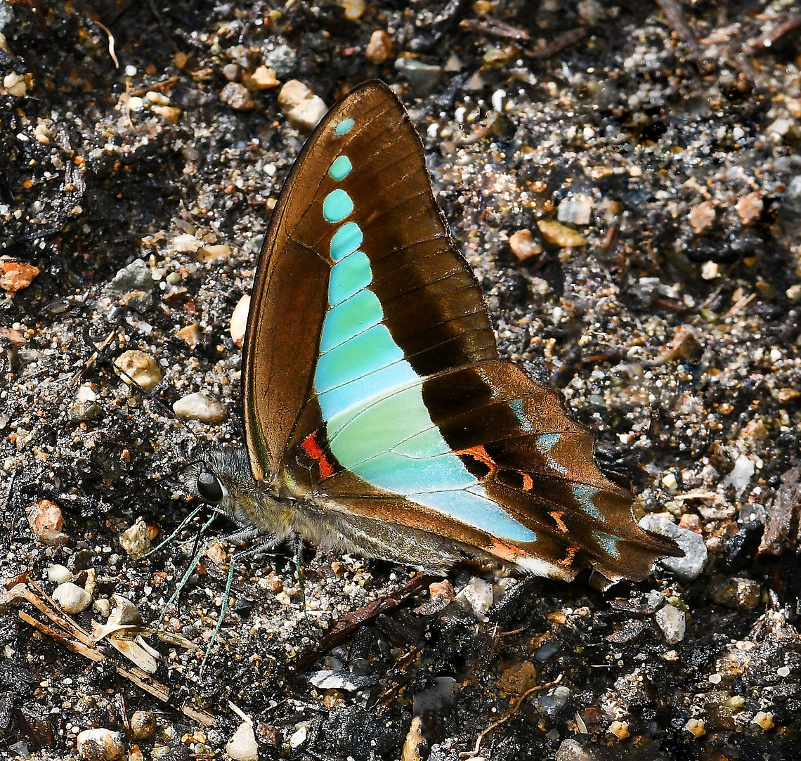Graphium sarpedon choredon Graphium sarpedon choredon is one of 16 sub-species of Graphium sarpedon, based on differing geographical distributions.<br />
<br />
A flighty, quick moving butterfly. Captured here taking moisture from recently wetted soil. The triangular-shaped wings are apparent and the dorsal surface is a vibrant turquoise-blue with black around the margins. Lovely indeed.<br />
<br />
Seen in urban areas, forests and woodlands in the east and top end of this country. <br />
<br />
Larvae have been observed feeding on plants within family Lauraceae such as blush walnut (Beilschmiedia obtusifolia), steelbutt (Endiandra impressicosta ) and bolly (Litsea reticulata). <br />
<br />
Wingspan 75 mm Australia,Common bluebottle,Geotagged,Graphium  sarpedon,Graphium choredon,Lepidoptera,Papilionidae,Summer,arthropod,fauna,insect,invertebrate,macro,new south wales