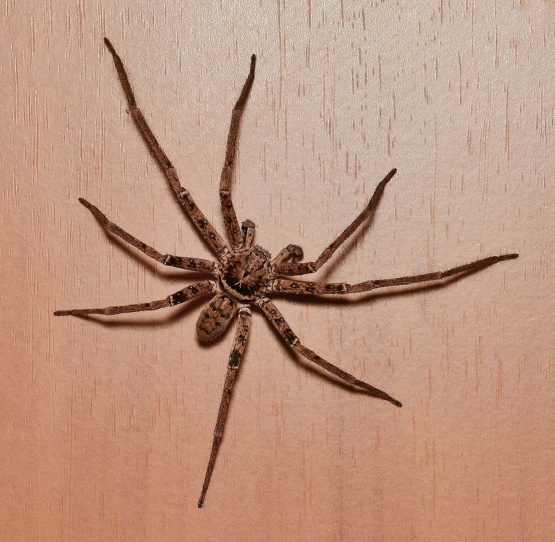 Heteropda sp. huntsman This genus is commonly known as &#039;giant huntsman&#039;. Heteropoda species are difficult to distinguish from each other without using a microscope, plus geographical location. Markings vary even between members of the same species. <br />
<br />
Nocturnal, vagrant hunters - when finding themselves in a human home, Heteropoda may be seen on walls and ceilings as well as in sheds, letter boxes and so on.<br />
<br />
Male 20 mm body length Araneae,Australia,Geotagged,Heteropoda,Sparassidae,Summer,arachnid,arthropod,fauna,giant huntsman,huntsman spider,invertebrate,macro,new south wales