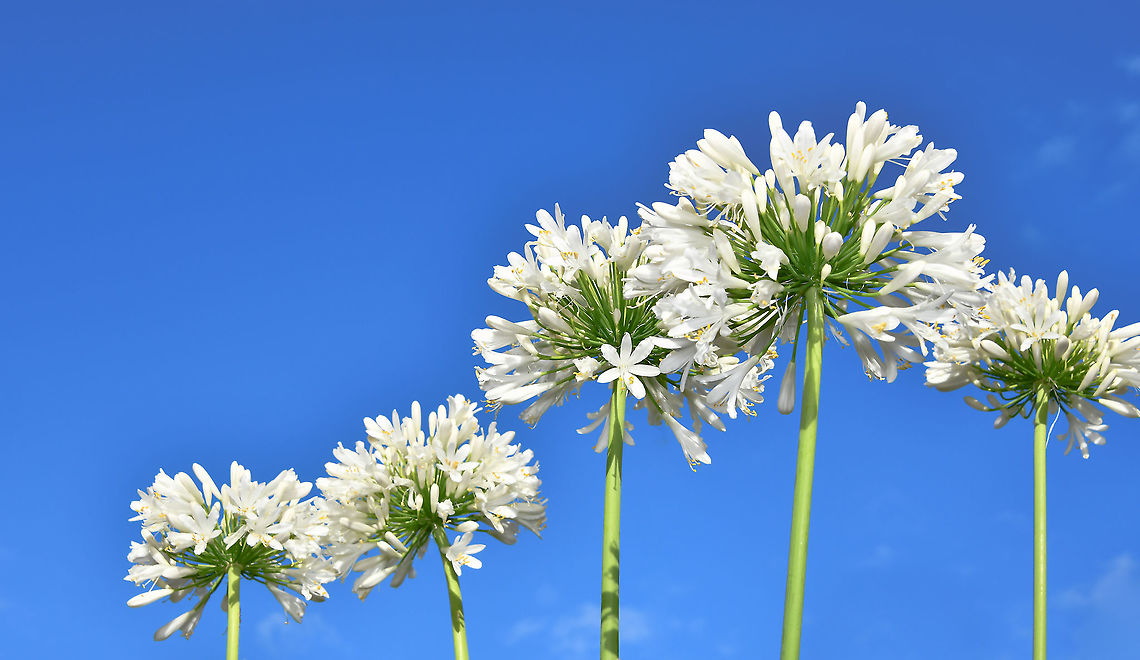 Snow white sky blue Agapanthus praecox orientalis, commonly known as lily of the Nile, flower of love and African lily is a plant that copes well with our often harsh Australian climate. <br />
<br />
Long, strap-like leaves are about 2 cm wide and up to 1m in length.<br />
<br />
Flowers are arranged in a terminal cluster and are tubular. They have 6 petal-like parts. The flowers are produced in summer at the end of long, thin stalks and the leaves are present year round. African lily,Agapanthus praecox,Agapanthus praecox orientalis,Amaryllidaceae,Asparagales,Australia,Blue Lily or African Lily,Flora,Geotagged,Lily of the Nile,Summer,botay,new south wales,perennial,white flowers