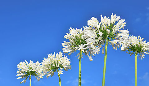 Snow white sky blue Agapanthus praecox orientalis, commonly known as lily of the Nile, flower of love and African lily is a plant that copes well with our often harsh Australian climate. 

Long, strap-like leaves are about 2 cm wide and up to 1m in length.

Flowers are arranged in a terminal cluster and are tubular. They have 6 petal-like parts. The flowers are produced in summer at the end of long, thin stalks and the leaves are present year round. African lily,Agapanthus praecox,Agapanthus praecox orientalis,Amaryllidaceae,Asparagales,Australia,Blue Lily or African Lily,Flora,Geotagged,Lily of the Nile,Summer,botay,new south wales,perennial,white flowers