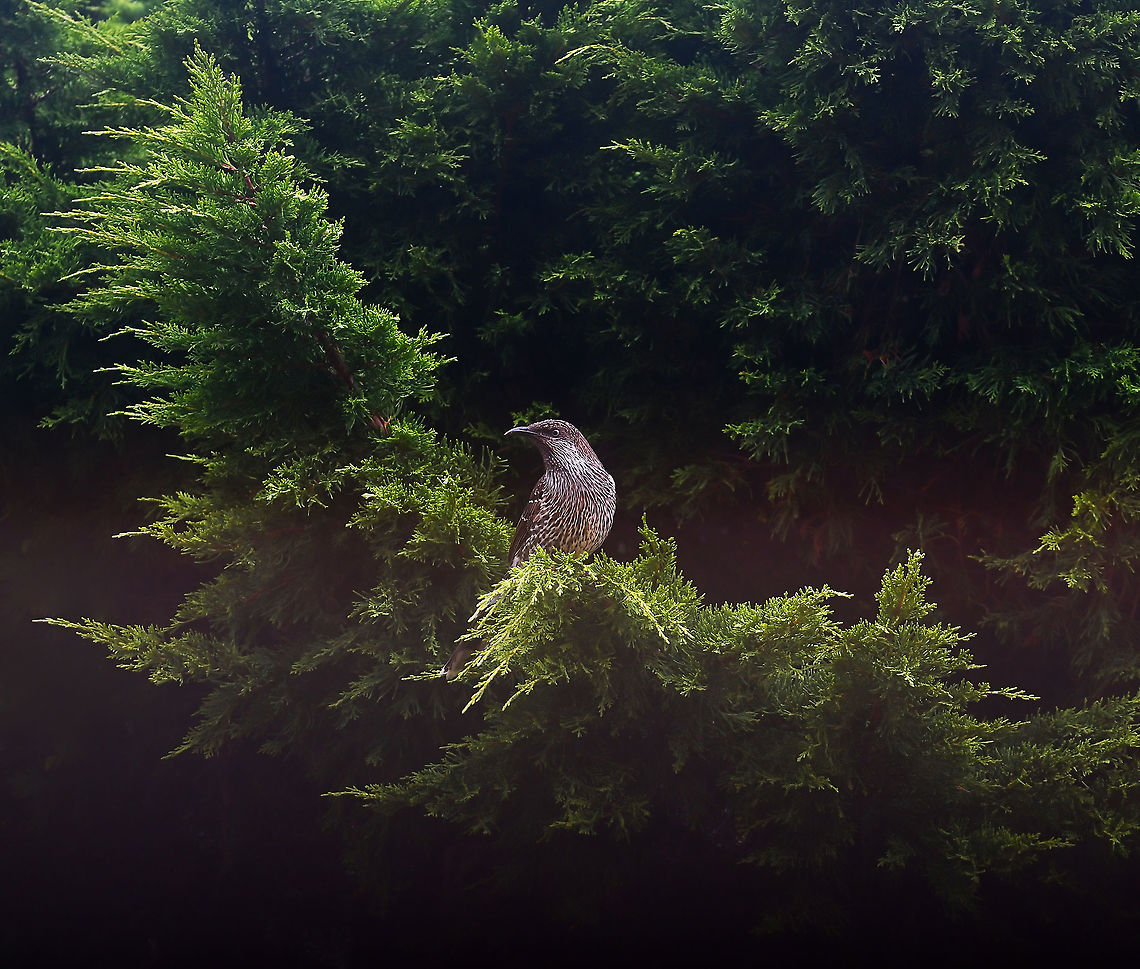 Brush wattlebird Also commonly known as little wattlebird. I heard this one before seeing, its excitable call hard to miss. <br />
<br />
25 cm length<br />
<br />
<section class="video"><iframe width="448" height="282" src="https://www.youtube-nocookie.com/embed/5mJ0_IZnuqs?hd=1&autoplay=0&rel=0" frameborder="0" allowfullscreen></iframe></section> Anthochaera chrysoptera,Australia,Aves,Fauna,Geotagged,Little Wattlebird,Meliphagidae,Passeriformes,Summer,new south wales,vertebrate