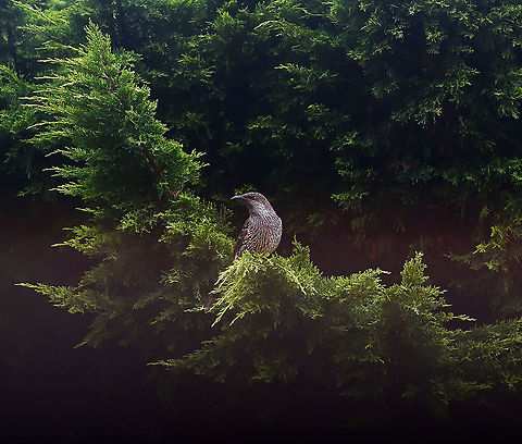 Brush wattlebird Also commonly known as little wattlebird. I heard this one before seeing, its excitable call hard to miss. 

25 cm length

https://www.youtube.com/watch?v=5mJ0_IZnuqs Anthochaera chrysoptera,Australia,Aves,Fauna,Geotagged,Little Wattlebird,Meliphagidae,Passeriformes,Summer,new south wales,vertebrate