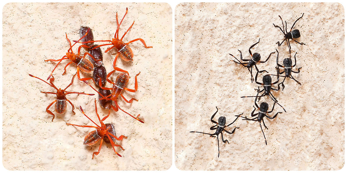 Crusader bug nymph development To the left are a few nymphs that were part of a larger grouping of very recently hatched nymphs. The second image was taken 2 hours and 50 minutes after the first, showing that the exoskeletons have darkened.<br />
<br />
Crusader bugs feed on a wide range of plants, including wattles and eucalypts and also orchard plants (such as citrus) and garden plants (such as roses).<br />
<br />
3 mm body length Australia,Coreidae,Crusader Bug,Geotagged,Hemiptera,Mictis profana,Mictis profana nymph,arthropod,crusader bug,fauna,heteroptera,holy cross bug,insect,invertebrate,macro,new south wales