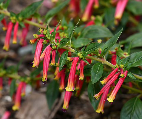 Cuphea Plants within genus Cuphea are native to Mexico and Brazil, mostly low growing with tubular flowers. 

This is cultivar 'honeybells'. These flowers are just 20 mm in length.  Australia,Cuphea,Flora,Geotagged,Lythraceae,Macro,Myrtales,Spring,botany,new south wales,tubular flowers