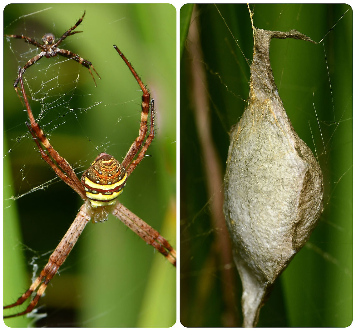Argiope keyserlingi mating and egg sac This past week, I&#039;ve been observing a St. Andrew&#039;s Cross female and happened to visit her when she had a tiny male suitor. Then a day or so after, I saw that she had produced this egg sac. <br />
<br />
Female body length 15 mm. Main body of egg sac 20 mm length. Araneae,Araneidae,Argiope keyserlingi,Australia,Geotagged,St Andrews Cross Spider,arachnid,arthropod,fauna,invertebrate,macro,new south wales,orb weaver,spider egg sac,spider mating,summer