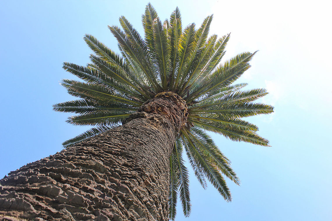 Phoenix canariensis There is row of 25 of these Canary Island date palms in a local park and I've always thought how handsome they are. <br />
<br />
I estimate standing around 20 m.  Arecaceae,Arecales,Australia,Canary Island date palm,Geotagged,Phoenix canariensis,Summer,botany,flora,new south wales