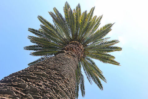 Phoenix canariensis There is row of 25 of these Canary Island date palms in a local park and I've always thought how handsome they are. 

I estimate standing around 20 m.  Arecaceae,Arecales,Australia,Canary Island date palm,Geotagged,Phoenix canariensis,Summer,botany,flora,new south wales