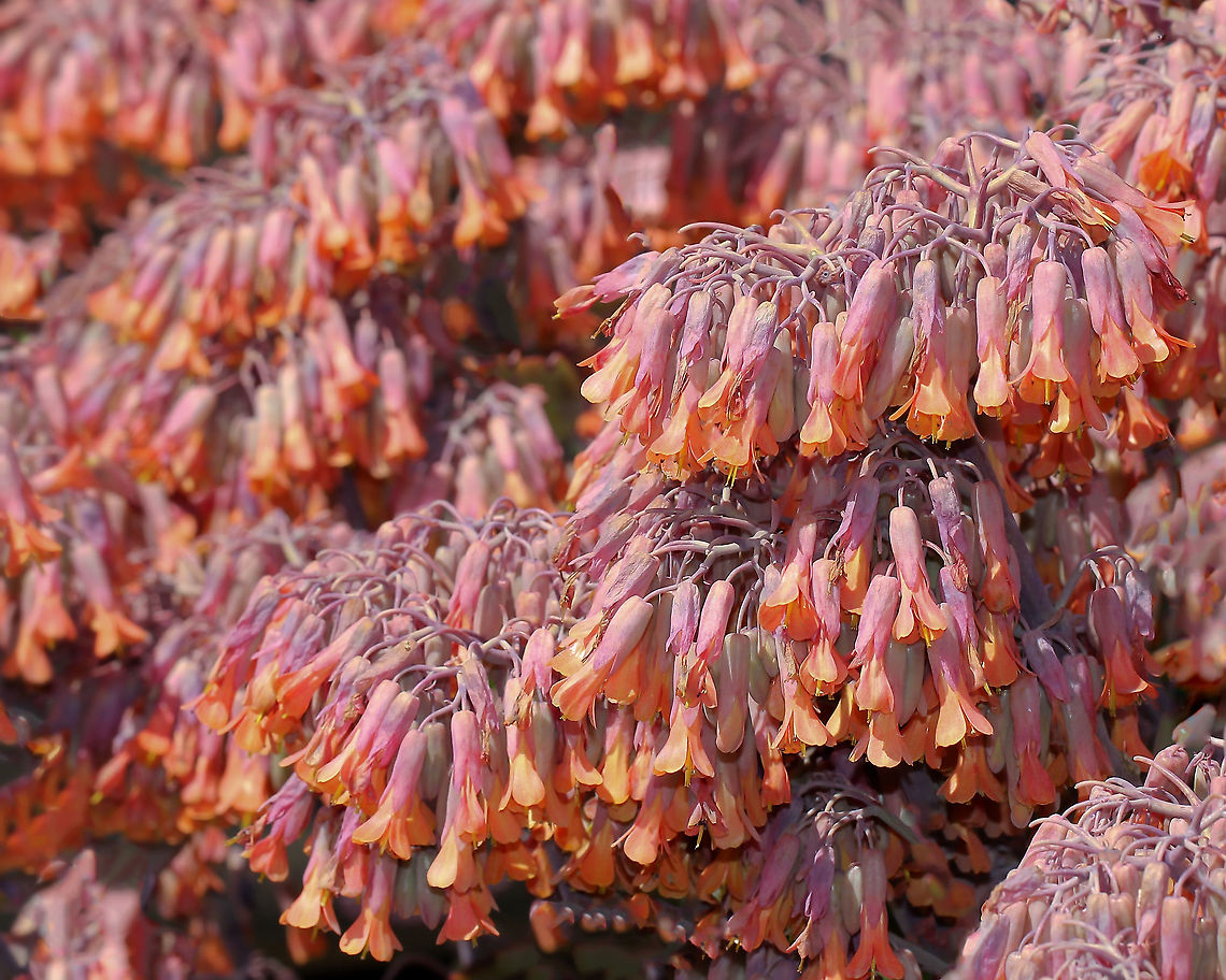 Kalanchoe lavender scallops A staggering show from a neighbour's kalanchoe plants.<br />
<br />
Native to South America. These are fleshy, herbaceous plants with upright or spreading stems growing 20 to 60 cm tall. The broad, paired leaves are bluish, greyish to lavender in colour, with pinkish margins. The drooping bell-shaped flowers are borne in dense clusters at the top of the branched stems. These flowers are usually reddish-orange and purplish in colour, 20 mm in length.<br />
<br />
Now classified as a weed of coastal environs, urban bushland, open woodlands, riparian vegetation, roadsides, disturbed sites and waste areas here in Australia.  Australia,Crassulaceae,Flora,Geotagged,Kalanchoe fedtschenkoi,Kalanchoe stonecrop,Saxifragales,botany,lavender scallops,new south wales,spring,succulent