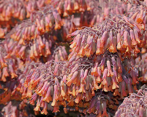 Kalanchoe lavender scallops A staggering show from a neighbour's kalanchoe plants.

Native to South America. These are fleshy, herbaceous plants with upright or spreading stems growing 20 to 60 cm tall. The broad, paired leaves are bluish, greyish to lavender in colour, with pinkish margins. The drooping bell-shaped flowers are borne in dense clusters at the top of the branched stems. These flowers are usually reddish-orange and purplish in colour, 20 mm in length.

Now classified as a weed of coastal environs, urban bushland, open woodlands, riparian vegetation, roadsides, disturbed sites and waste areas here in Australia.  Australia,Crassulaceae,Flora,Geotagged,Kalanchoe fedtschenkoi,Kalanchoe stonecrop,Saxifragales,botany,lavender scallops,new south wales,spring,succulent