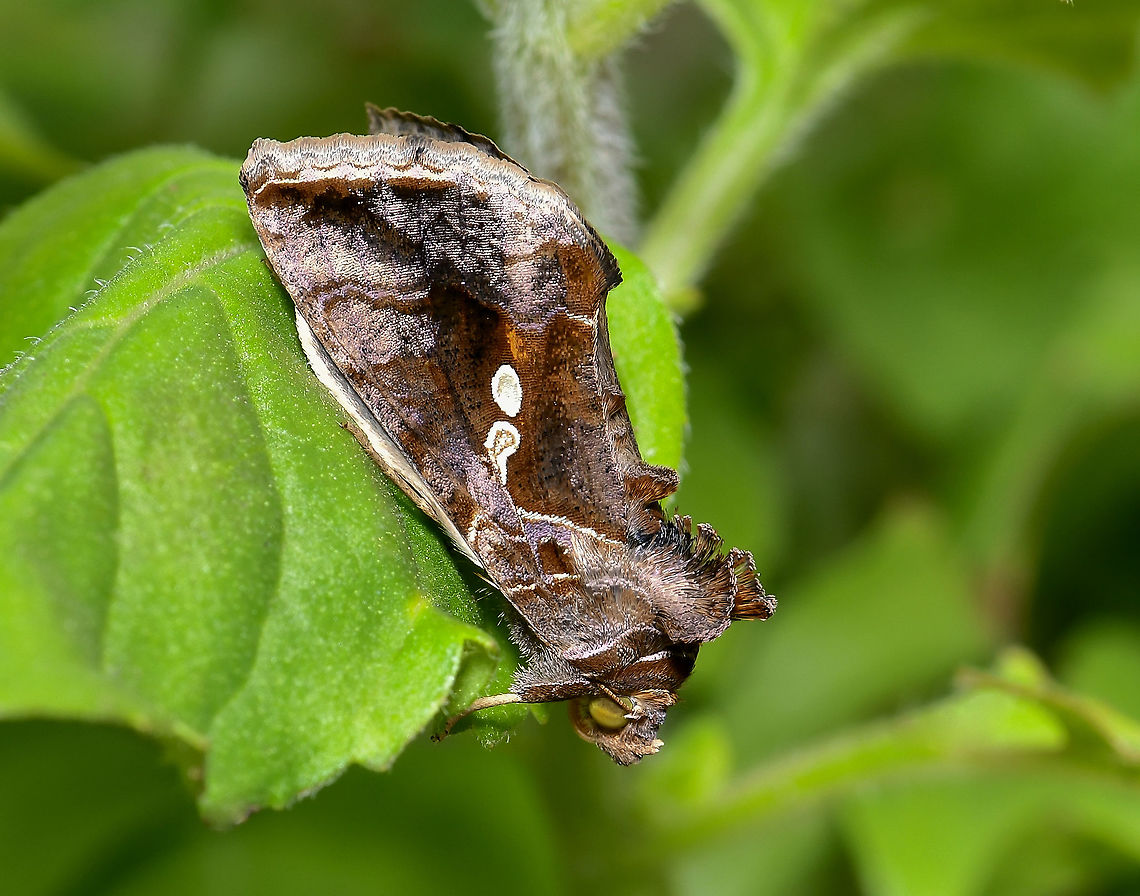 A marbled beauty The markings, patterns and form of this moth are just wonderful to my eyes. <br />
<br />
It is a green garden looper, Chrysodeixis eriosoma. Seen here resting on aquatic mint Mentha aquatica. I may find eggs there soon, as the larva enjoy spearmint (Mentha spicata). <br />
<br />
Wingspan 30 mm. Australia,Chrysodeixis eriosoma,Geotagged,Green Garden Looper,Lepidoptera,Moth,Noctuidae,Plusiinae,Summer,arthropod,fauna,green looper,insect,invertebrate,macro,new south wales