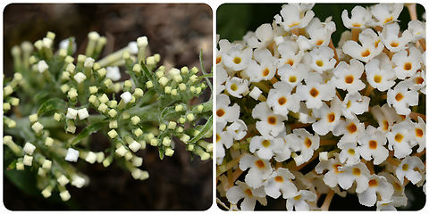 Butterfly bush 'cube' buds Native to central China and Japan. 

All these years until now and I've never noticed that the flower buds of Buddleja davidii have a cubed appearance. I've included the opened flowers on the inflorescence to show development/opening. 

This plant is a major naturalised environmental weed here in Australia. It's why I have never grown one, despite being a magnet for butterflies and fond memories of my father growing them in England. 

By chance, I sourced a sterile, dwarf cultivar, part of a series of plants developed by Thompson & Morgan of Ipswich, Suffolk, England. More than 800 hybridisations were made and 25,000 plants grown out in fields from which the final plants were selected. In all, it took 10 years to create the first marketable clones of Buddleja Buzz. 

This is Buddleja davidii BUZZ 'Ivory'. Australia,Buddleja davidii,Butterfly-bush,Flora,Geotagged,Lamiales,Macro,Scrophulariaceae,botany,butterfly bush,new south wales,white flowers