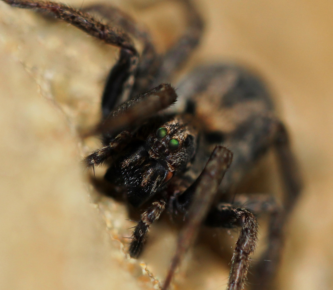 Green eyes Tasmanicosa godeffroyi (formerly Lycosa godeffroyi) wolf spider with curious, optical colour effect on her eyes. <br />
<br />
25 mm length Araneae,Australia,Garden Wolf Spider,Geotagged,Lycosidae,Summer,Tasmanicosa godeffroyi,arachnid,arthropod,fauna,invertebrate,macro,new south wales