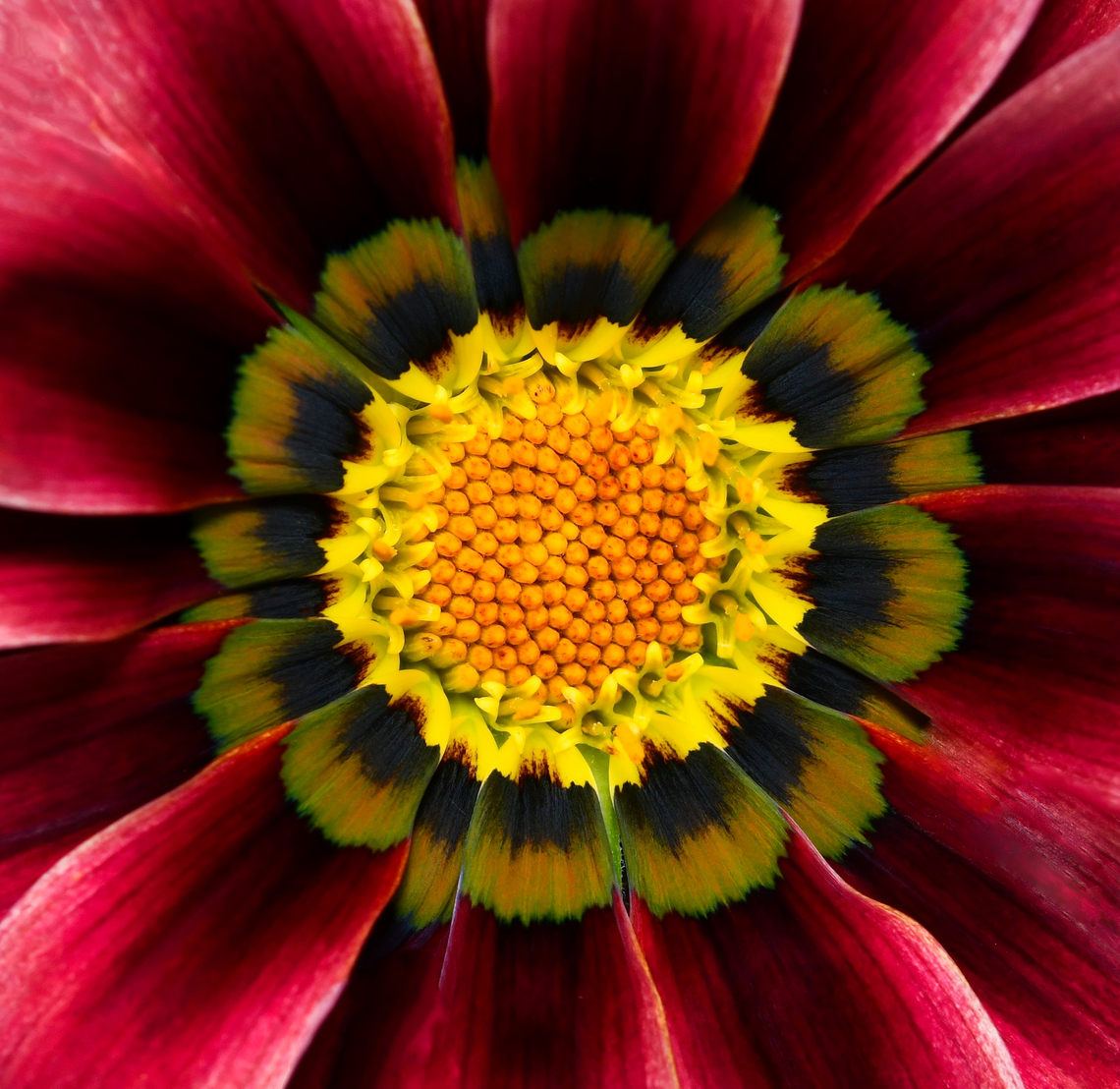 Blood red with a bullseye for bees In this macro we see the individual flowers on the composite flowerhead beginning to open from the outside toward the centre. Gazania are perfect in my garden as hardy, low growing, drought resistant ground cover.<br />
<br />
These perennials are native to South Africa. Gazania is a genus of flowering plants in the family Asteraceae. <br />
<br />
This is Gazania rigens &#039;Pink Kiss&#039;. The colours of this cultivar are incredible, passionate and dynamic. <br />
<br />
Flower head diameter 60 mm<br />
Plant height 25 cm and width 30 cm. <br />
 Asteraceae,Asterales,Australia,Flora,Gazania rigens,Geotagged,Macro,Summer,botany,new south wales,perennial,treasure flower