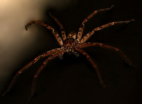 Heteropoda huntsman hiding Heteropoda is a genus in the family Sparassidae, commonly known as giant huntsman spiders. More than a thousand Sparassidae species occur in most warm temperate to tropical regions of the world, including our country here Australia, also Africa, Asia, the Mediterranean and the Americas.

Sometimes finding themselves in human homes like this one here in my kitchen. I love the golden-brown glow against the black. They are superb hunters of insects. 

This is a male. Araneae,Australia,Geotagged,Heteropoda,Huntsman Spider,Sparassidae,Summer,arachnid,arthropod,fauna,invertebrate,macro,new south wales