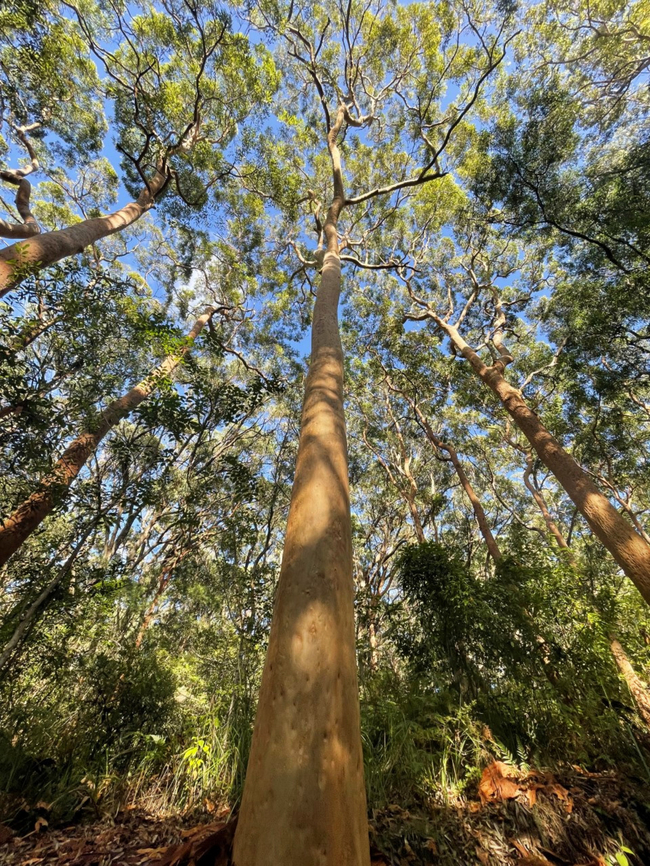 Red gums rising Known commonly as Sydney red gum, smooth-barked apple and also rusty gum, these beautiful trees have a primarily coastal occurrence here in New South Wales.<br />
<br />
Typically found on sandstone and sandy areas in dry sclerophyll woodlands and forests. The bark is smooth and red-salmon to brown-grey-purple. They have an annual shedding process where large amounts of thin plates are shed. Old trees typically have many dimples as seen  here, contorted branches and large bowl-like swellings (hence the reference to &#039;apple&#039; in one of the common names).<br />
<br />
Angophora is one of three similar genera that are commonly referred to as &#039;eucalypts&#039;, the others being Corymbia and Eucalyptus.<br />
<br />
Growing to 30 m/98 feet in height.<br />
<br />
 Angophora costata,Australia,Geotagged,Myrtaceae,Myrtales,Summer,Sydney red gum,angophora costata,botany,flora,new south wales,rusty gum,smooth-barked apple