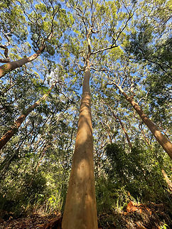 Red gums rising Known commonly as Sydney red gum, smooth-barked apple and also rusty gum, these beautiful trees have a primarily coastal occurrence here in New South Wales.

Typically found on sandstone and sandy areas in dry sclerophyll woodlands and forests. The bark is smooth and red-salmon to brown-grey-purple. They have an annual shedding process where large amounts of thin plates are shed. Old trees typically have many dimples as seen  here, contorted branches and large bowl-like swellings (hence the reference to 'apple' in one of the common names).

Angophora is one of three similar genera that are commonly referred to as 'eucalypts', the others being Corymbia and Eucalyptus.

Growing to 30 m/98 feet in height.

 Angophora costata,Australia,Geotagged,Myrtaceae,Myrtales,Summer,Sydney red gum,angophora costata,botany,flora,new south wales,rusty gum,smooth-barked apple