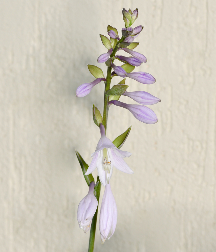 Hosta Hosta is a genus of about 70 species of shade-loving, rhizomatous, clump-forming, herbaceous perennials which are native to open woodlands and glades in Japan, Korea, China and eastern Russia.<br />
<br />
They produce bell or funnel-shaped flowers as seen here in late spring or summer atop vertical, unbranched, usually leafless scapes which rise upward from the crown or rootstock to a point often well above the foliage mound.<br />
<br />
This Hosta I am growing is Hosta 'Francee'. <br />
<br />
 Asparagaceae,Asparaglaes,Australia,Geotagged,Summer,botany,flora,hosta,macro,new south wales,perennial,plantain lily,purple flowers