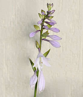 Hosta Hosta is a genus of about 70 species of shade-loving, rhizomatous, clump-forming, herbaceous perennials which are native to open woodlands and glades in Japan, Korea, China and eastern Russia.

They produce bell or funnel-shaped flowers as seen here in late spring or summer atop vertical, unbranched, usually leafless scapes which rise upward from the crown or rootstock to a point often well above the foliage mound.

This Hosta I am growing is Hosta 'Francee'. 

 Asparagaceae,Asparaglaes,Australia,Geotagged,Summer,botany,flora,hosta,macro,new south wales,perennial,plantain lily,purple flowers