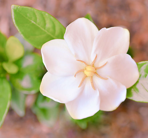 Gardenia grandiflora A beautiful and compact evergreen shrub that produces an abundance of heavily scented, star-like flowers in the warmer months. 

I understand grandiflora is a synonym for jasminoides. 

This is variety 'Star'. 

Growing to 50 cm x 50 cm.  Australia,Common Gardenia,Flora,Gardenia grandiflora,Gardenia jasminoides,Gentianales,Geotagged,Macro,Rubiaceae,Summer,botany,new south wales,white flower