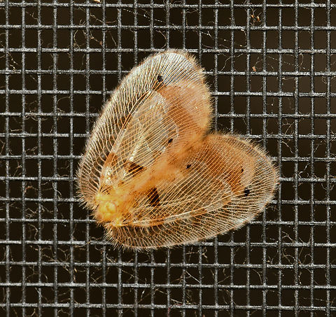 Psychopsis insolens Psychopsis insolens is a member of the silky lacewing family Psychopsidae. These delicate and diaphanous insects are nocturnal and I found this one in repose on a window fly screen during the day. 

The silky lacewings are distinguishable in their adult stage by their patterned wings which are covered in soft hair. The wings have a broad shape with marked venation.

15 mm wingspan at the widest point and 12 mm body length. Australia,Geotagged,Neuroptera,Psychopsidae,Psychopsis insolens,Silky lacewing,Summer,arthropod,fauna,insect,invertebrate,macro,silky lacewing