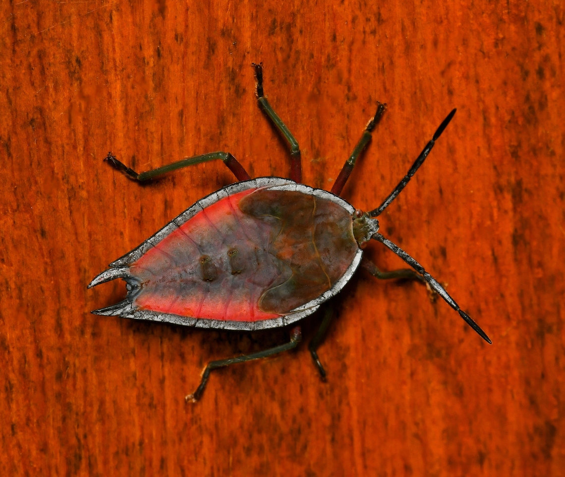 Lyramorpha rosea A vibrant little visitor, Lyramorpha rosea (this is a nymph) is a true bug with sucking and piercing mouth parts, endemic to this country.<br />
<br />
They generally feed upon plants belonging to the orders Rosales and Sapindales. <br />
<br />
When released, the defensive chemicals of certain species can cause significant damage if they come into contact with human skin.<br />
<br />
<br />
20 mm body length<br />
<br />
<br />
 Australia,Geotagged,Lychee Stink Bug,Lyramorpha rosea,Summer,Tessaratomidae,arthropod,fauna,hemiptera,heteroptera,insect,invertebrate,macro,new south wales