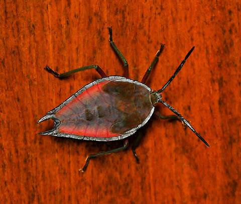 Lyramorpha rosea A vibrant little visitor, Lyramorpha rosea (this is a nymph) is a true bug with sucking and piercing mouth parts, endemic to this country.

They generally feed upon plants belonging to the orders Rosales and Sapindales. 

When released, the defensive chemicals of certain species can cause significant damage if they come into contact with human skin.


20 mm body length


 Australia,Geotagged,Lychee Stink Bug,Lyramorpha rosea,Summer,Tessaratomidae,arthropod,fauna,hemiptera,heteroptera,insect,invertebrate,macro,new south wales