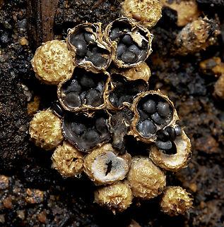Bird's nest fungus Here is a grouping exhibiting the various stages of growth, maturity and spore dispersal.

Each fruiting body 5mm in diameter.   Agaricales,Agaricomycetes,Australia,Basidiomycota,Bird's Nest Fungus,Cyathus stercoreus,Geotagged,Nidulariaceae,Summer,new south wales