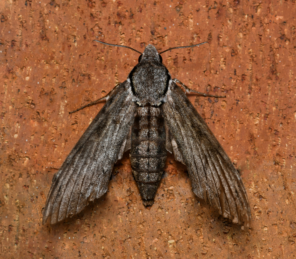 Large privet hawk moth Body length 6 cm. I understand that the wingspan can be up to 10 cm for this species. <br />
<br />
Found and released from a spider&#039;s web, looking a little battered/aged. It began vibrating its wings and soon after flew off in to foliage where it rested in the sunshine. Its size was so impressive. <br />
<br />
Found in the east and north of this country. Larvae feed on privet (Ligustrum sinense, family Oleaceae), trumpet creeper (Campsis radicans, family Bignoniaceae) and other plants. An agricultural pest of olive trees. <br />
<br />
When disturbed, males of this species may make a hissing sound by rubbing together a specialised set of scales and spines at the end of the abdomen.<br />
<br />
<br />
 Australasian privet hawk moth,Australia,Geotagged,Lepidoptera,Privet hawk moth,Psilogramma casuarinae,Sphingidae,Sphinginae,Summer,arthropod,fauna,invertebrate,macro,new south wales