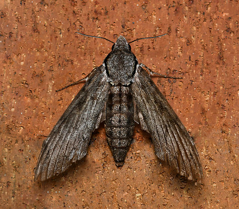 Large privet hawk moth Body length 6 cm. I understand that the wingspan can be up to 10 cm for this species. 

Found and released from a spider's web, looking a little battered/aged. It began vibrating its wings and soon after flew off in to foliage where it rested in the sunshine. Its size was so impressive. 

Found in the east and north of this country. Larvae feed on privet (Ligustrum sinense, family Oleaceae), trumpet creeper (Campsis radicans, family Bignoniaceae) and other plants. An agricultural pest of olive trees. 

When disturbed, males of this species may make a hissing sound by rubbing together a specialised set of scales and spines at the end of the abdomen.


 Australasian privet hawk moth,Australia,Geotagged,Lepidoptera,Privet hawk moth,Psilogramma casuarinae,Sphingidae,Sphinginae,Summer,arthropod,fauna,invertebrate,macro,new south wales