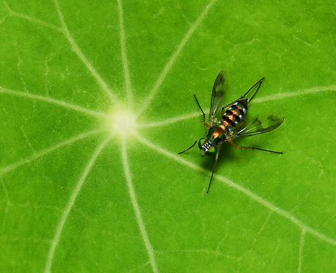 Dainty Dolichopodid fly A little emerald gem resting on nasturtium foliage. 

These long-legged flies are within family Dolichopodidae, and this genus Austrosciapus mainly occurs here in Australia.

5 mm body length Australia,Austrosciapus,Diptera,Dolichopodidae,Geotagged,Summer,Tropaeolum,arthropod,fauna,insect,invertebrate,macro,nasturtium,new south wales