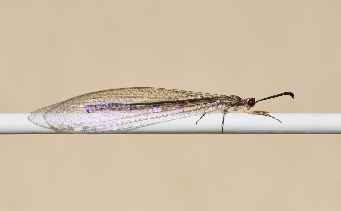 Adult antlion At rest on my washing line! Still researching species ID, probably Myrmeleon sp. <br />
<br />
Body length 40 mm Australia,Geotagged,Myrmeleon,Myrmeleontidae,Myrmeleontinae,Myrmeleontini,Neuroptera,Summer,arthropod,fauna,insect,invertebrate,macro,new south wales