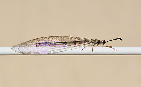 Adult antlion At rest on my washing line! Still researching species ID, probably Myrmeleon sp. 

Body length 40 mm Australia,Geotagged,Myrmeleon,Myrmeleontidae,Myrmeleontinae,Myrmeleontini,Neuroptera,Summer,arthropod,fauna,insect,invertebrate,macro,new south wales