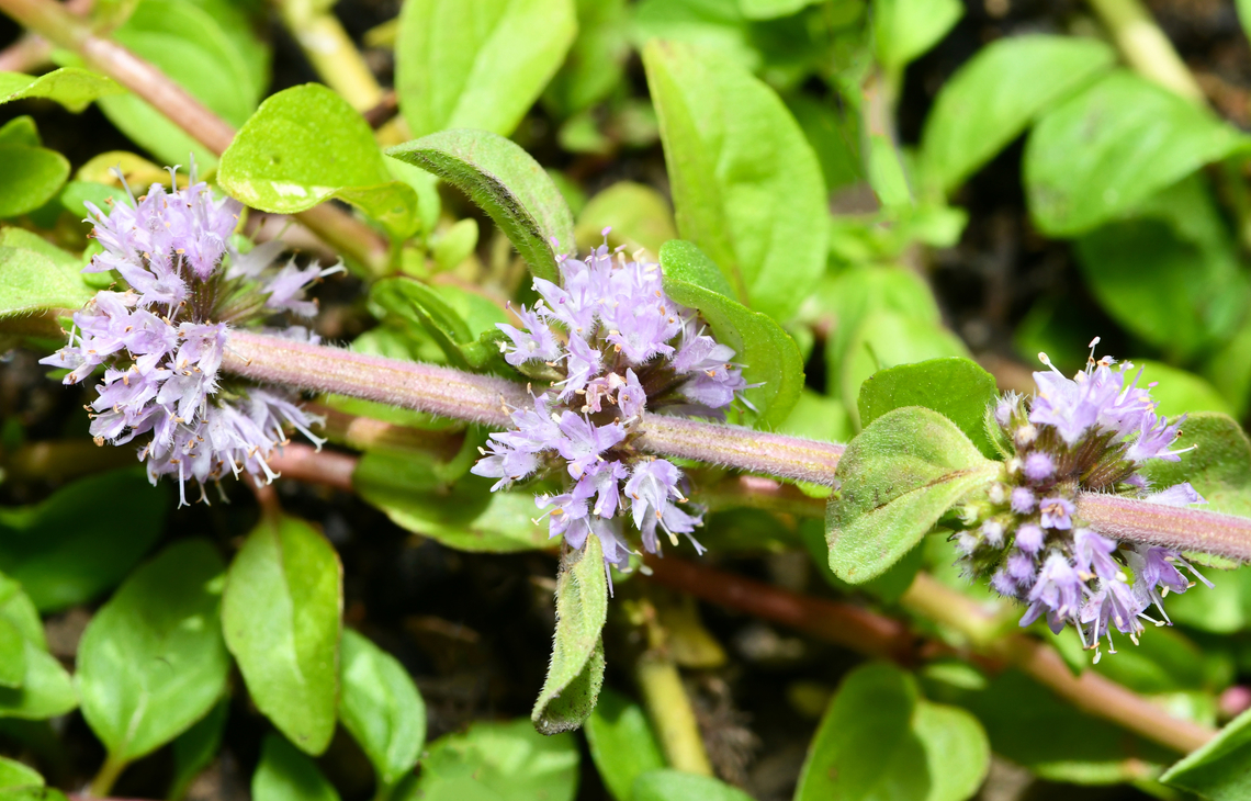 Creeping Mentha pulegium Commonly known as pennyroyal, native to Europe and North Africa. In nature, these plants are found in marshy soils, ditches and around the edges of ponds as it is a moisture-loving plant. <br />
<br />
Crushed pennyroyal leaves release a very strong fragrance similar to spearmint. It grows by spreading by adventitious roots. During summer, these pretty little lilac-blue flowers appear on stout stems, which attract bees and other pollinators.<br />
<br />
Growing 10cm height and around 60cm spread. Australia,Flora,Geotagged,Lamiaceae,Lamiales,Macro,Mentha pulegium,Pennyroyal,Summer,botany,new south wales,pennyroyal
