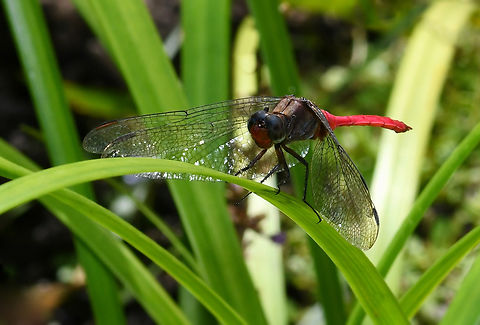 Dynamic fiery skimmer It may be officially autumn in these southern, temperate parts, but invertebrate activity continues unabated. 

This is a male fiery skimmer and they delight with their dynamic colours, flitting through foliage and skimming over water surfaces.   

The fiery skimmer can be seen here in eastern and northern Australia, as well as in New Guinea and adjacent islands.

Body length 45 mm and wingspan around 85 mm Australia,Fall,Fauna,Fiery Skimmer,Geotagged,Libellulidae,Macro,Odonata,Orthetrum villosovittatum,arthropod,autumn,insect,invertebrate,new south wales
