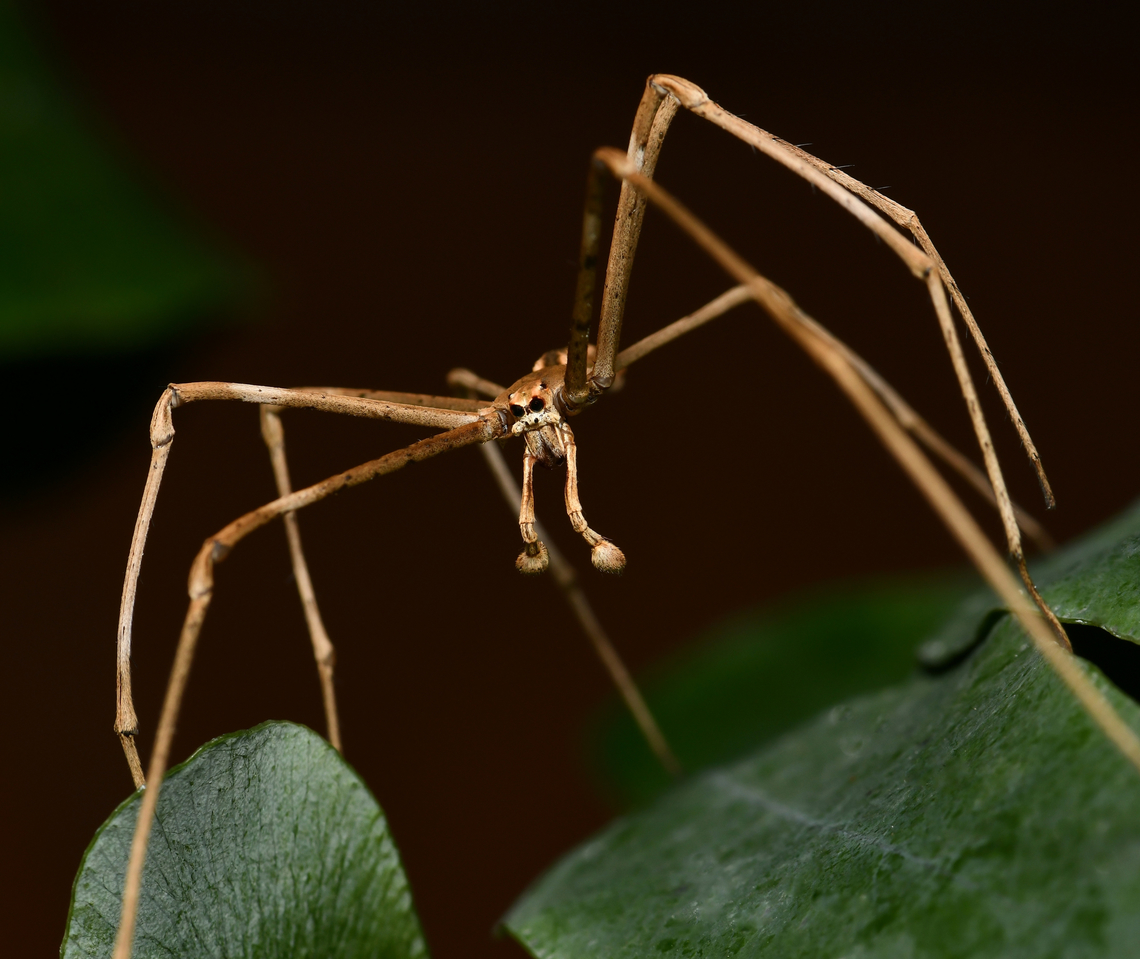 Ogre spider Male ogre spider....just look at those impressive pedipalps! Also commonly known as net-casting spiders. <br />
<br />
Body length 20 mm Araneae,Asianopis subrufa,Australia,Deinopidae,Fall,Fauna,Geotagged,Rufous Net-casting Spider,arachnid,arthropod,autumn,invertebrate,macro,net-casting spider,new south wales,ogre spider
