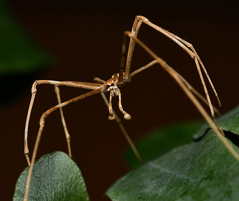 Ogre spider Male ogre spider....just look at those impressive pedipalps! Also commonly known as net-casting spiders. 

Body length 20 mm Araneae,Asianopis subrufa,Australia,Deinopidae,Fall,Fauna,Geotagged,Rufous Net-casting Spider,arachnid,arthropod,autumn,invertebrate,macro,net-casting spider,new south wales,ogre spider