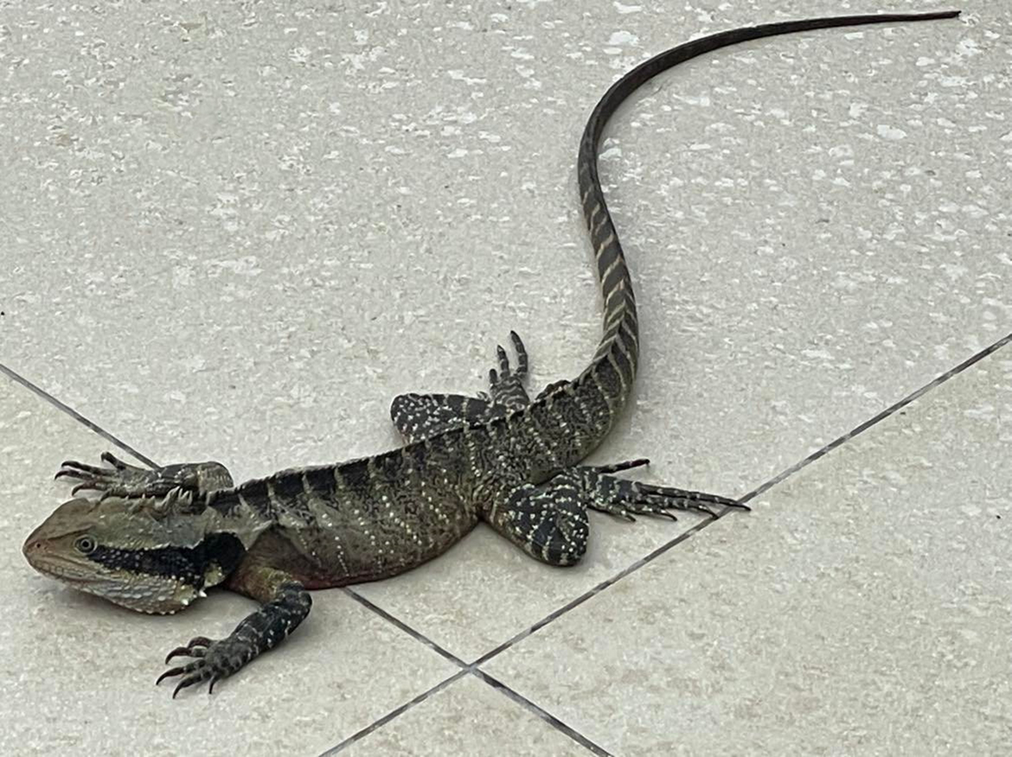 Eastern water dragon Our largest dragon lizard, which can be found living along healthy waterways and occasionally paths will cross with humans such as here in a waterside restaurant. <br />
<br />
This is Intellagama lesueurii ssp. lesueurii.<br />
<br />
Around 90 cm length Agamidae,Australia,Australian water dragon,Eastern water dragon,Geotagged,Intellagama lesueurii,Intellagama lesueurii lesueurii,Reptile,Spring,Squamata,fauna,new south wales,vertebrate